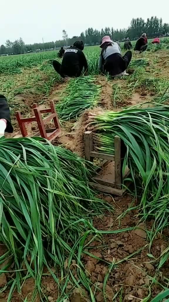 捆蒜苗神器来了