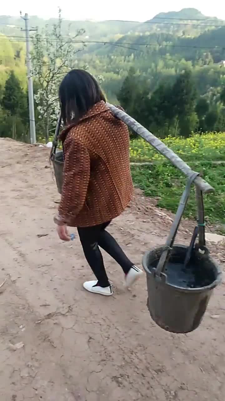 今天妈妈生日,提早去帮爸爸挑水栽烟苗