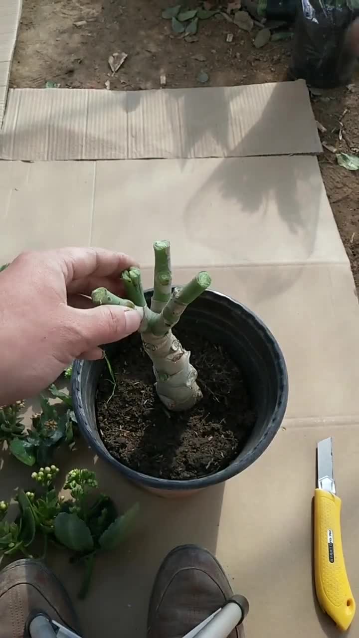 玉树嫁接长寿花视频教程,一个嫁接了7个颜色,首先准备好所需要的所有