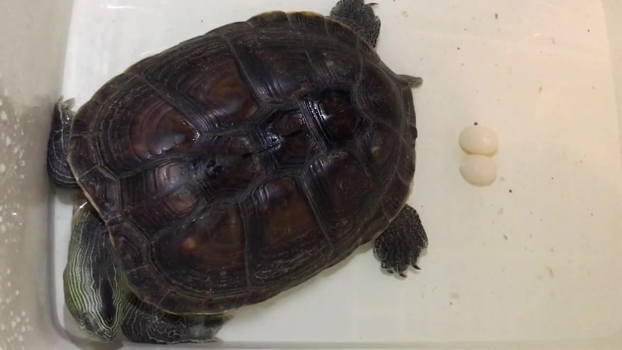 釣魚花龜種龜產了兩枚蛋這隻龜吃葷的素的都行吃魚肉青菜水果體型很薄