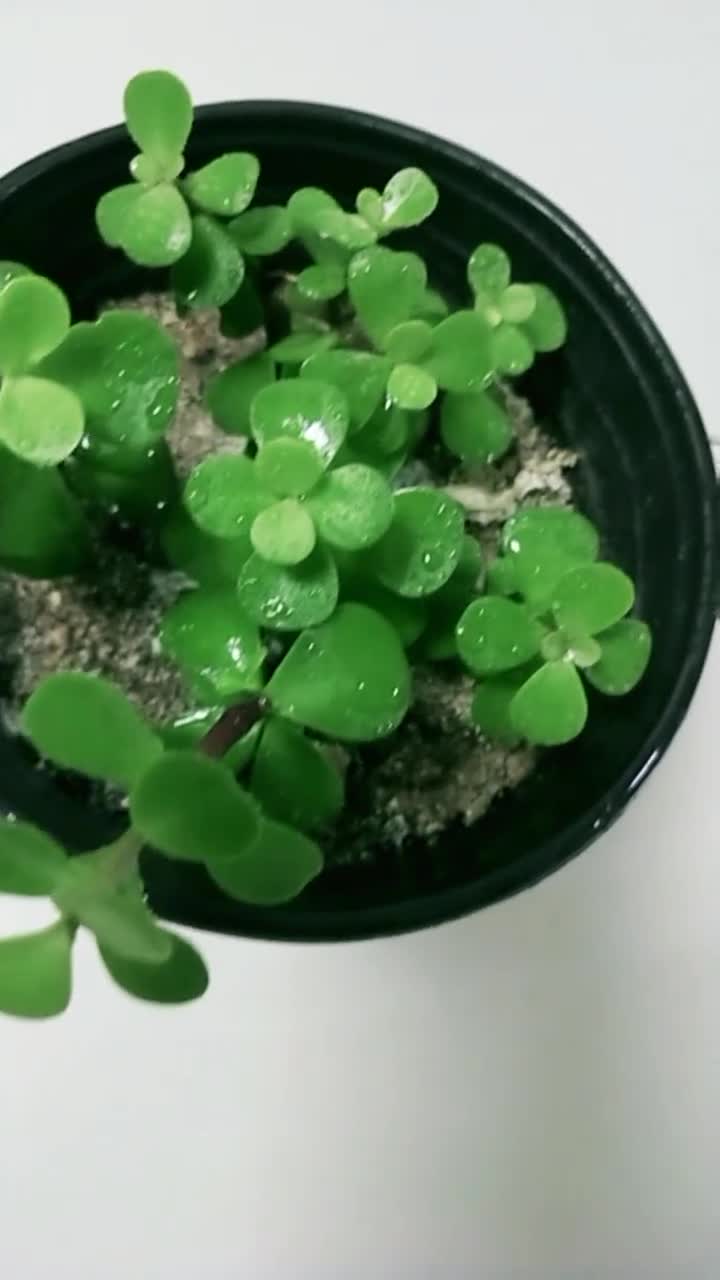 花友们晚上好,给金枝玉叶施什么肥好.-度小视