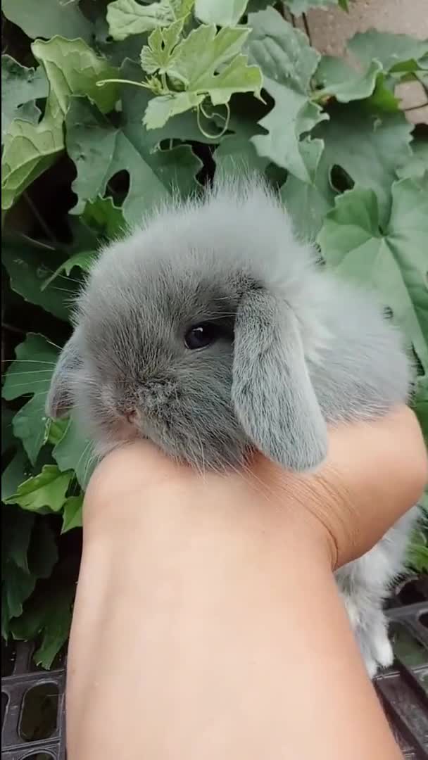 这个视频火了,大包子脸,垂耳兔!可爱到爆,你们有没有这种感觉