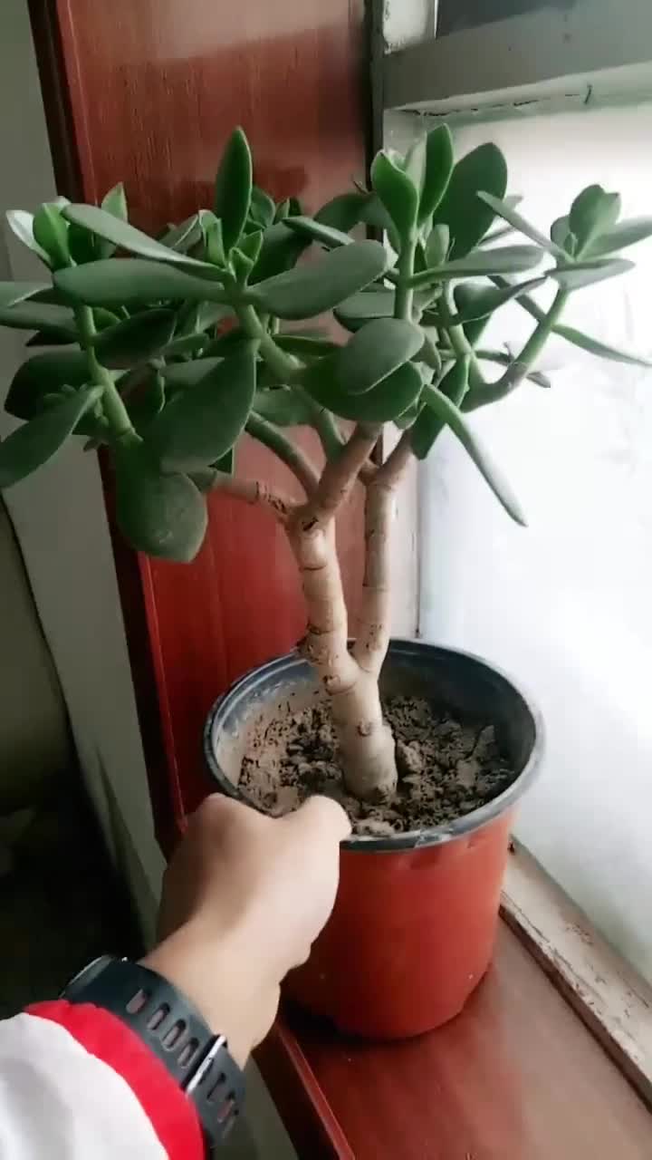 玉树和燕子掌你知道有什么区别吗