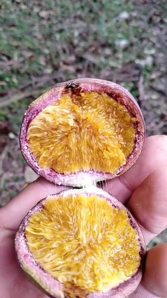 把视频看完,名叫薛荔,木莲,凉粉果.