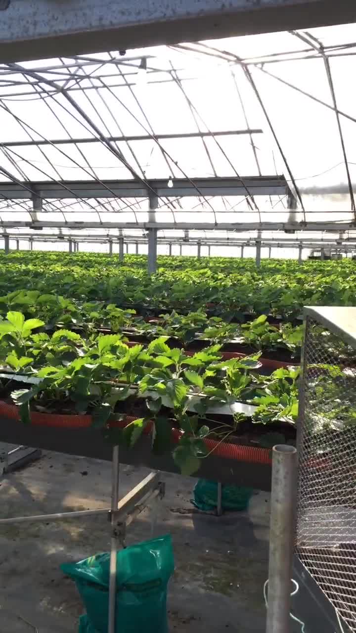 日本连体大棚高架种植草莓