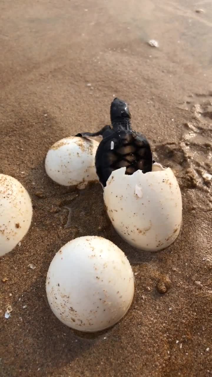 海边发现刚出生的小海龟