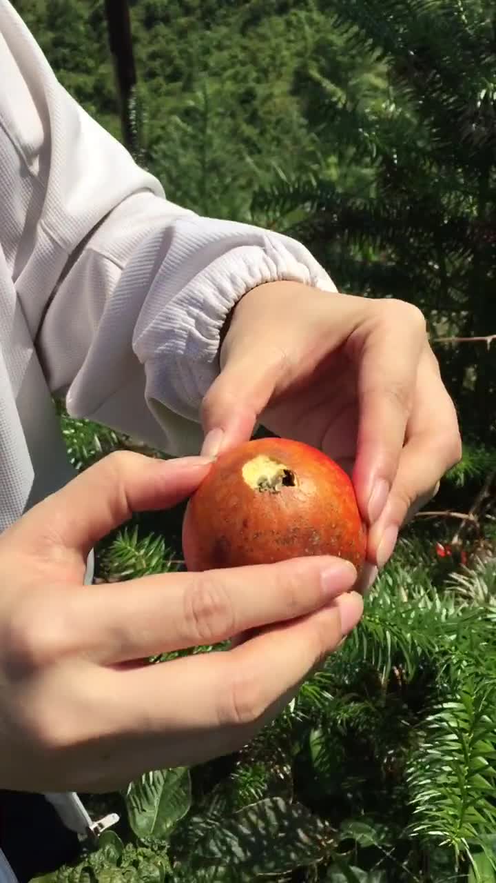 鸭屎果,金玉其外 败絮其中