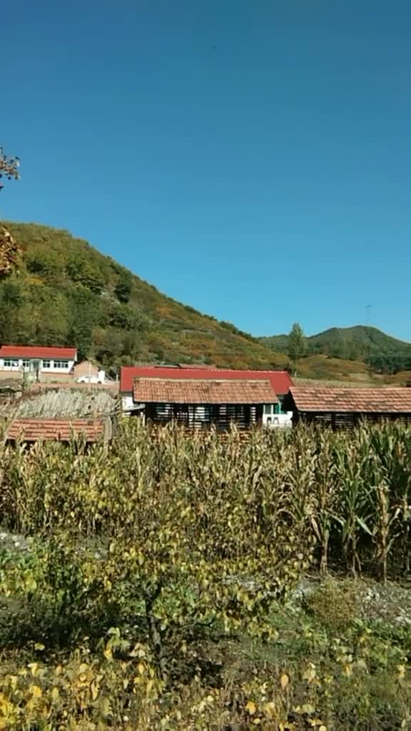 我的老家辽阳东北山区偏僻的小山沟