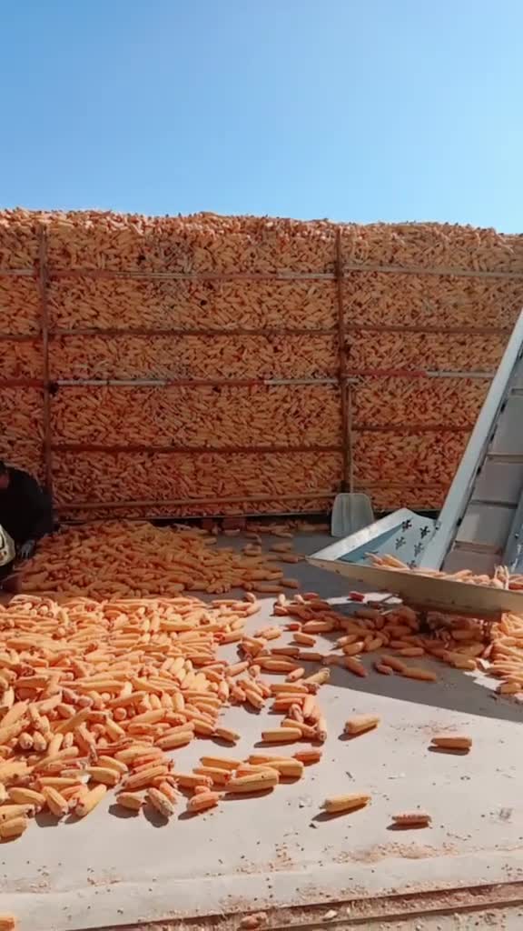 这玉米仓子怎么样?