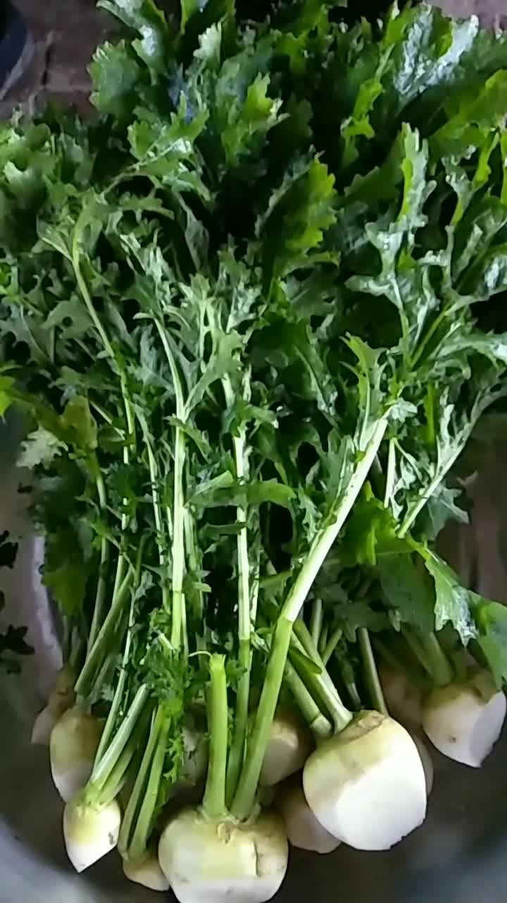 东北腌芥菜樱的正确方法!疙瘩脆叶绿