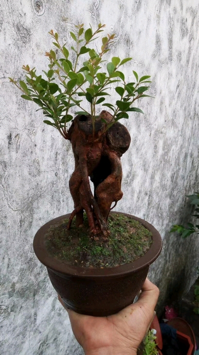 赤楠盆景小精品