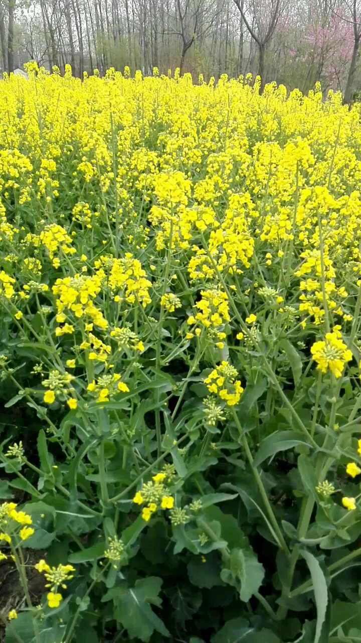 金灿灿的油菜花真漂亮
