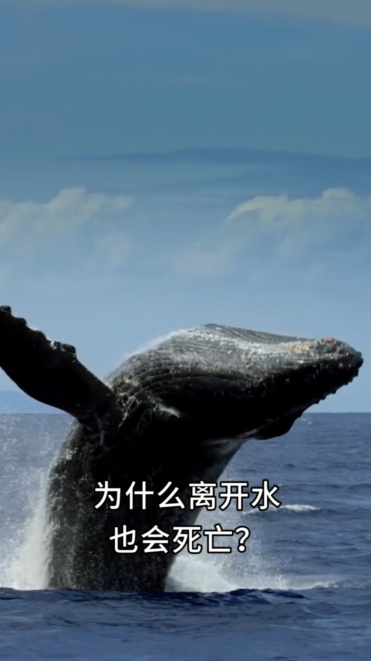 蓝鲸用肺呼吸,为什么离开水也会死亡?