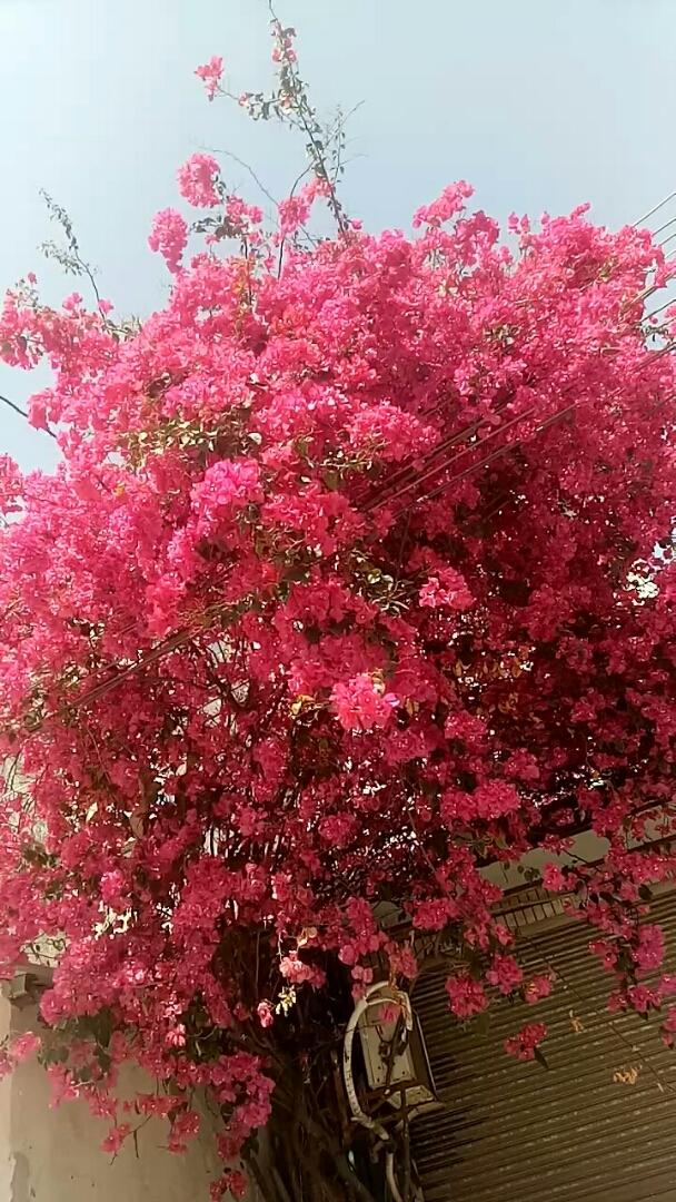 请欣赏满树繁花