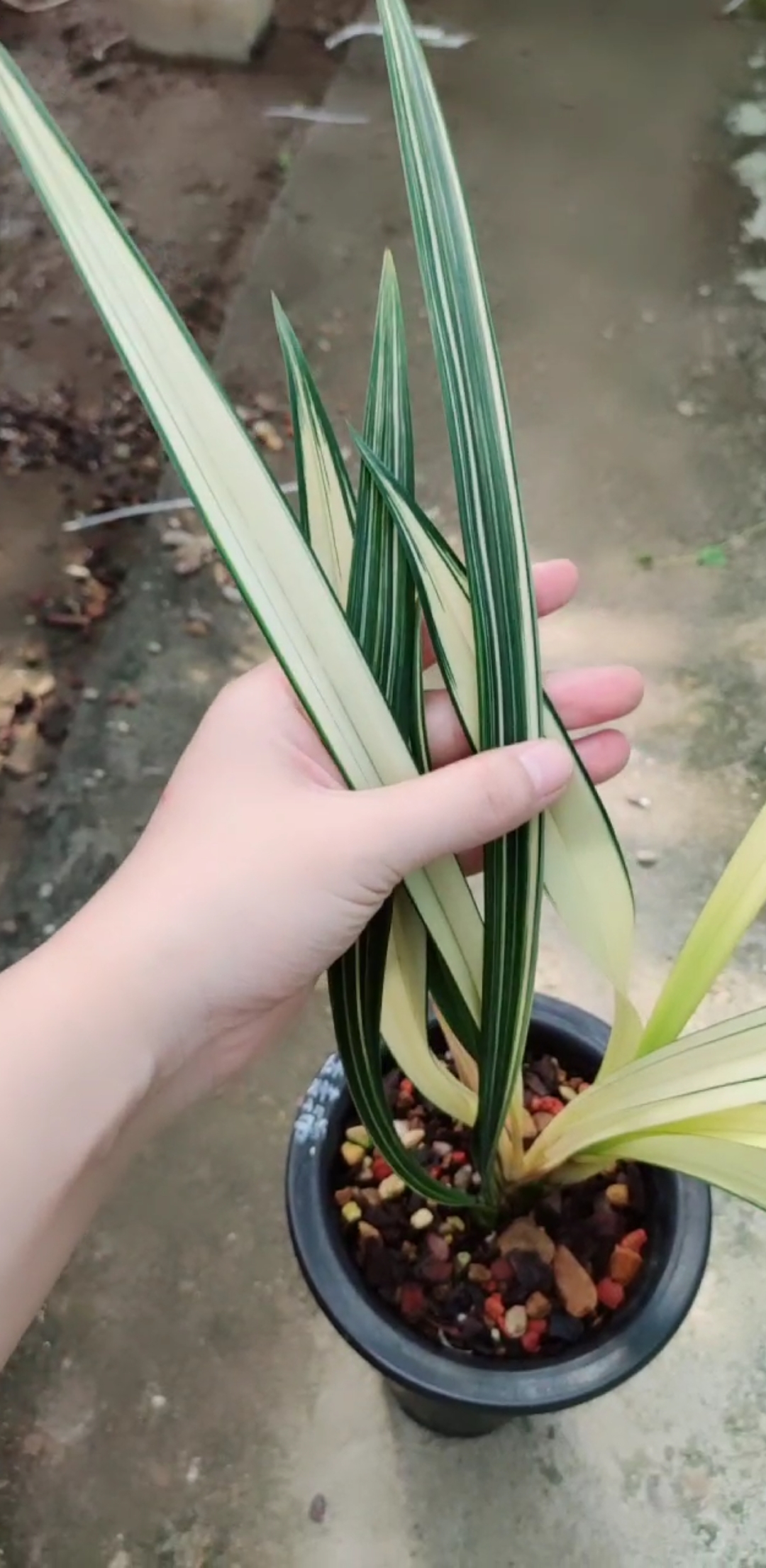 兰花#墨兰 白玉素锦