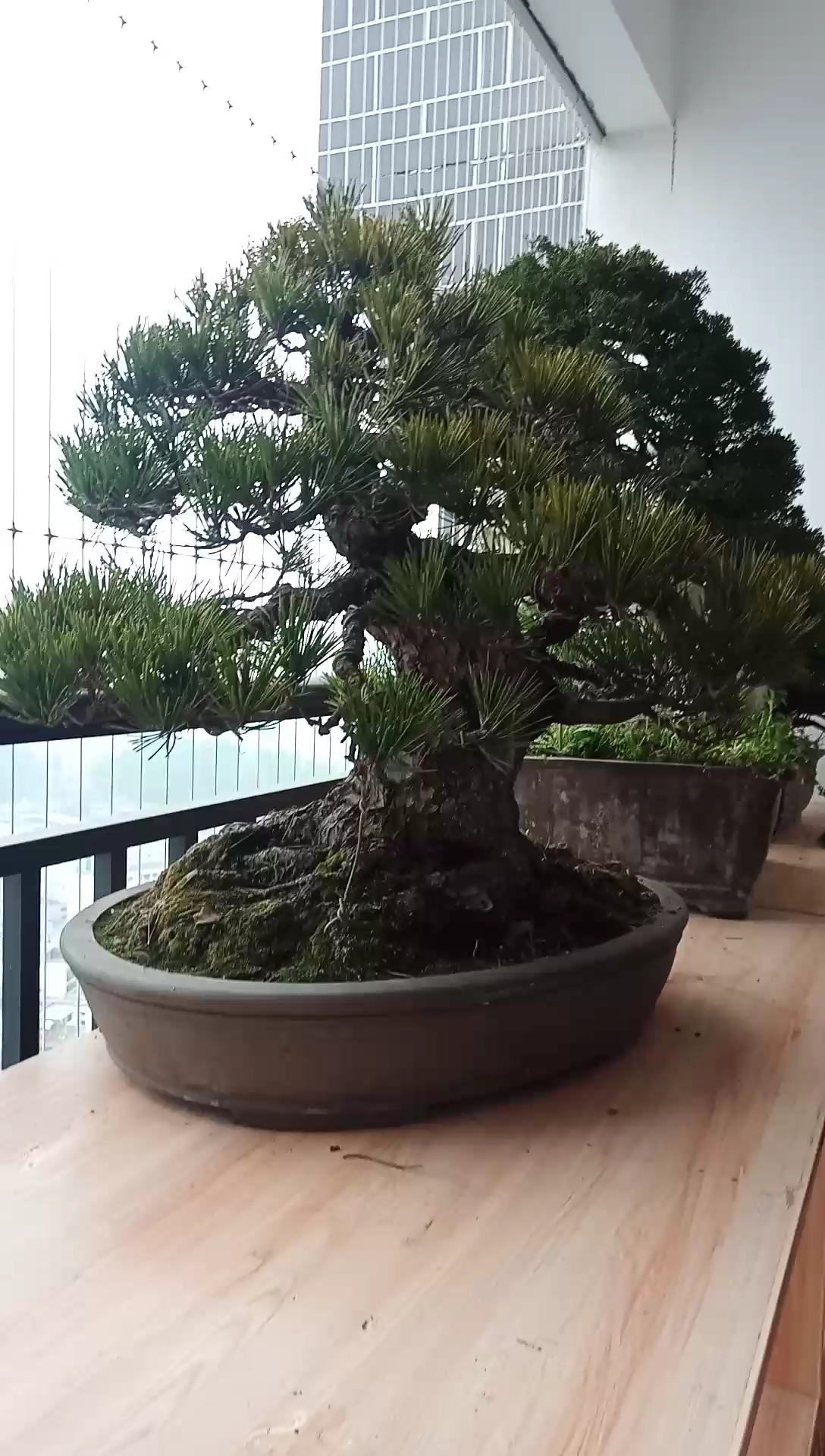 韵味十足大树形古桩珍藏级别黑松盆景