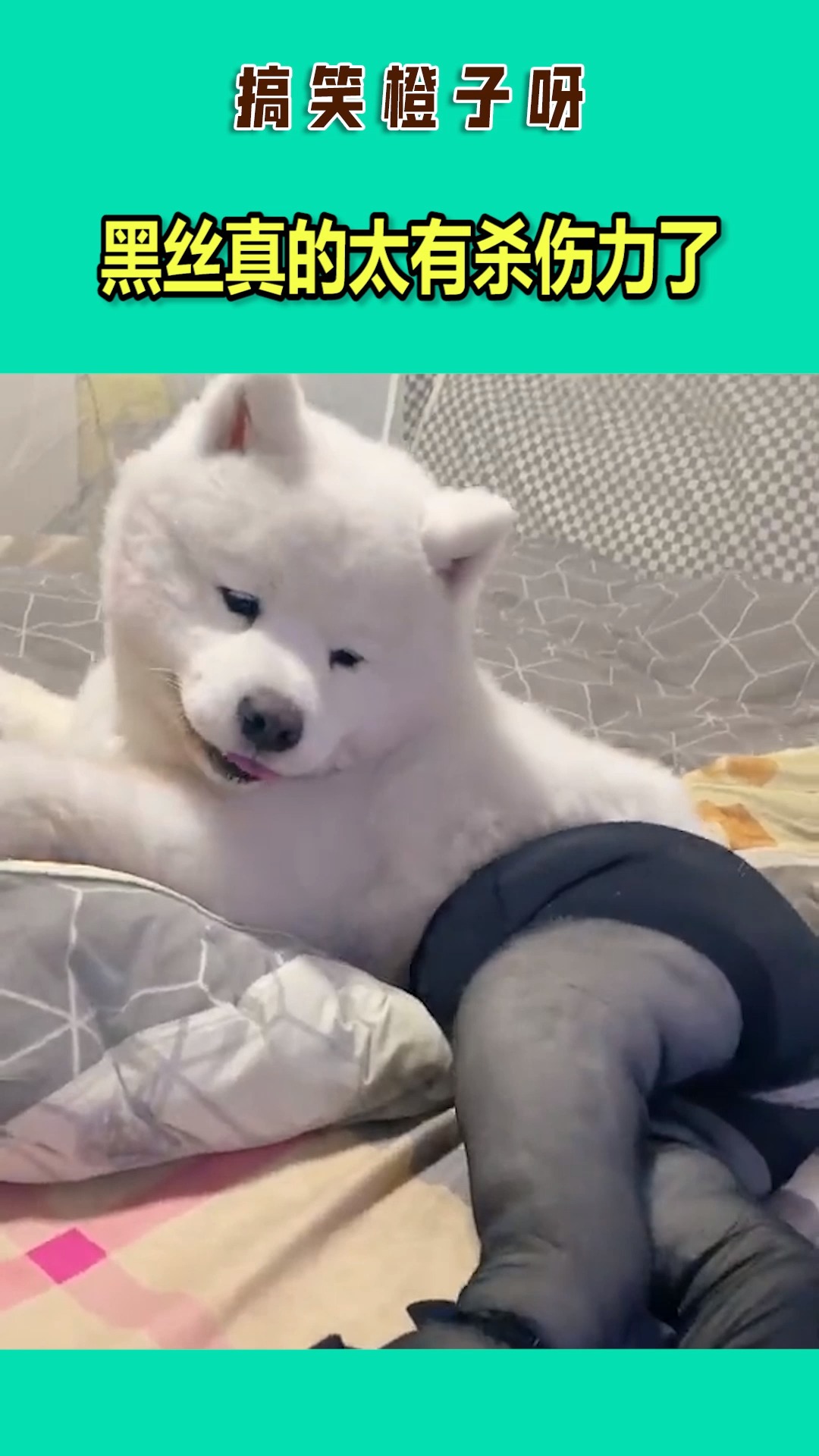 当萨摩耶穿上丝袜,果然辣眼睛