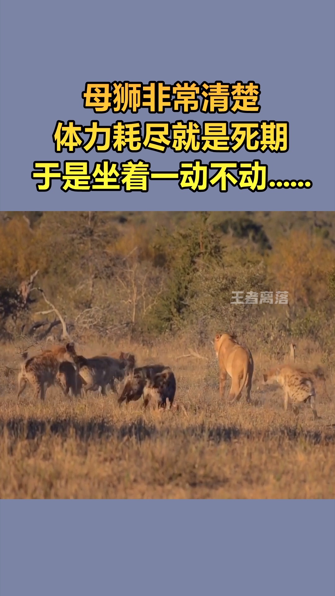 我要上热门#母狮非常清楚,体力耗尽就是死期,于是坐着一动不动