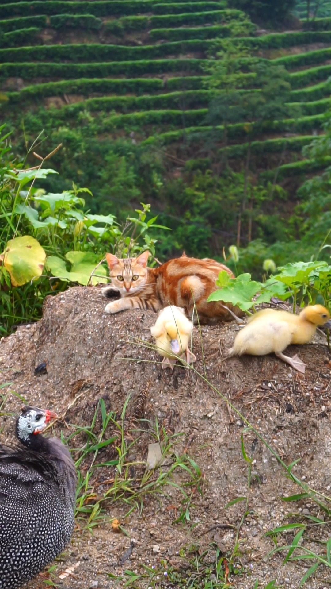 青椒鸭:休息好了,我们去找蚯蚓了