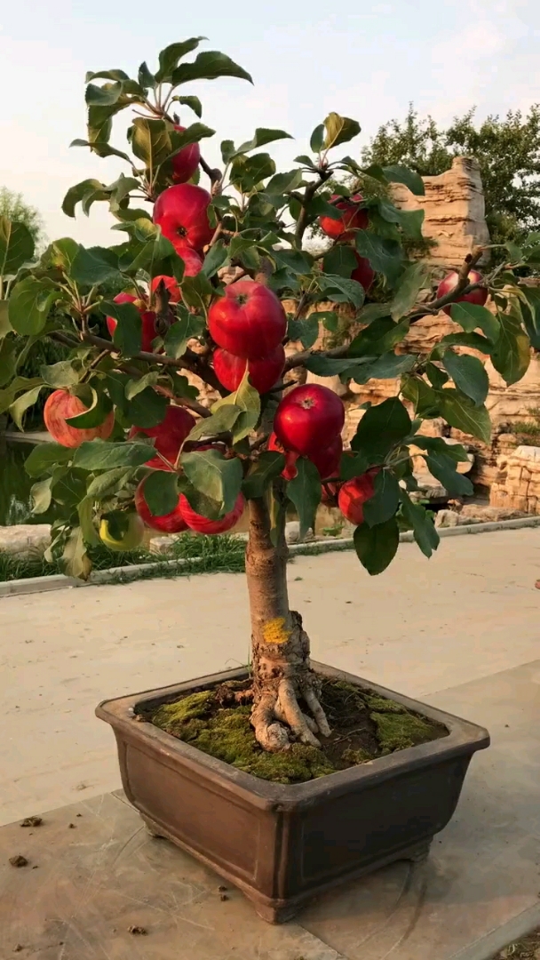 盆栽苹果树
