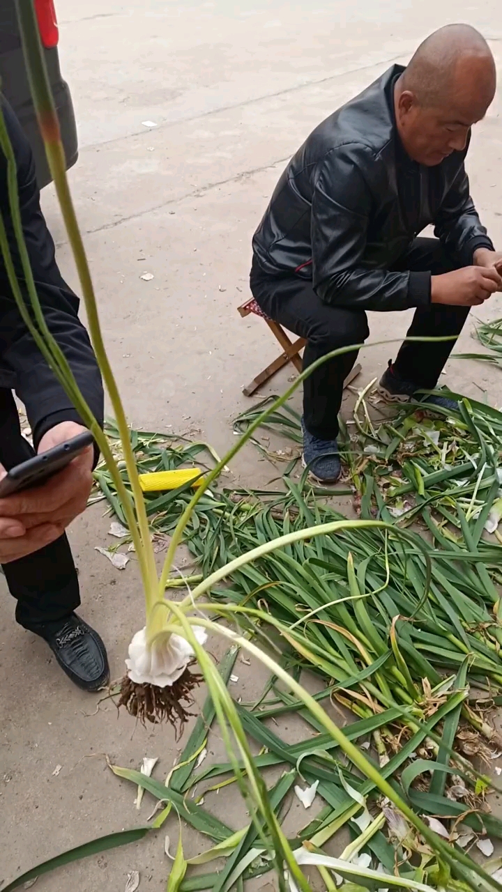 这棵蒜竟长了好几根蒜薹