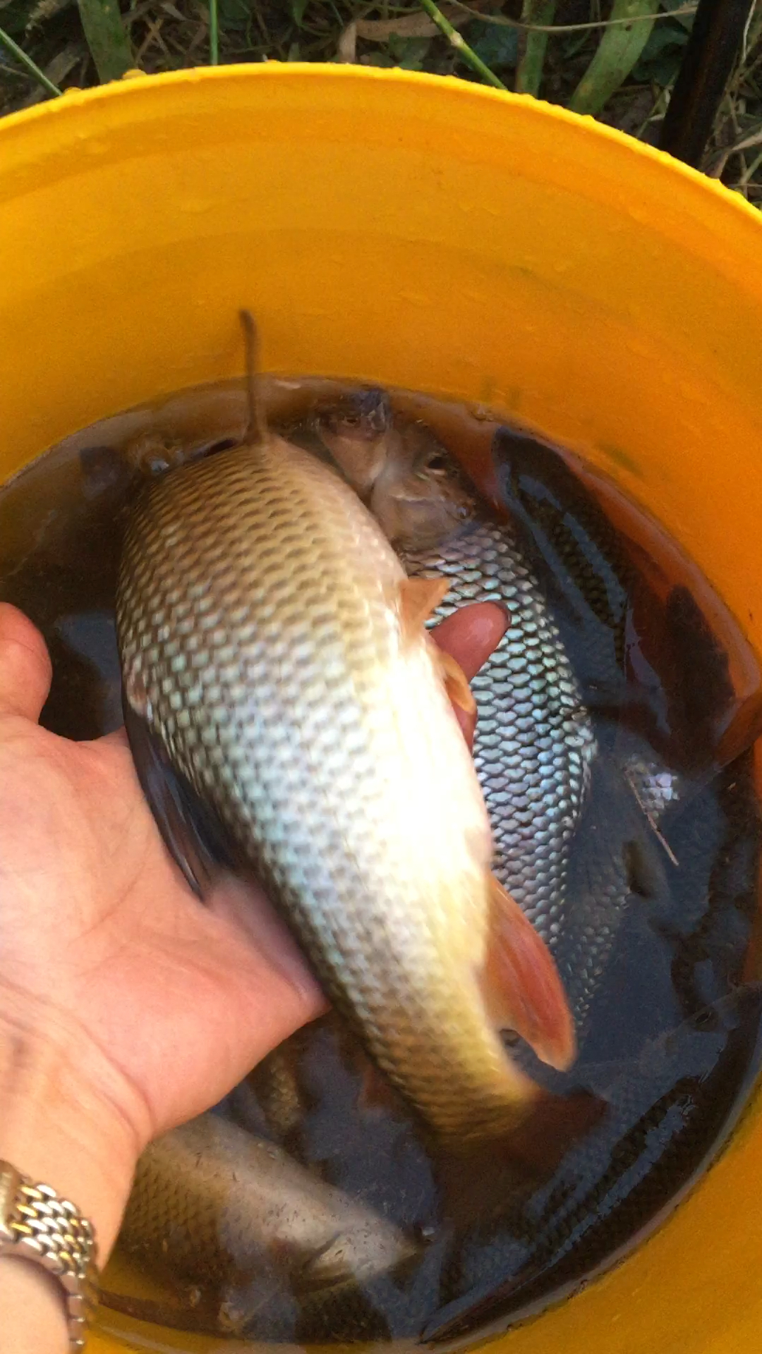 这种鱼生活在小溪,我们这里叫赤尾,也叫红尾巴,你们那里呢?