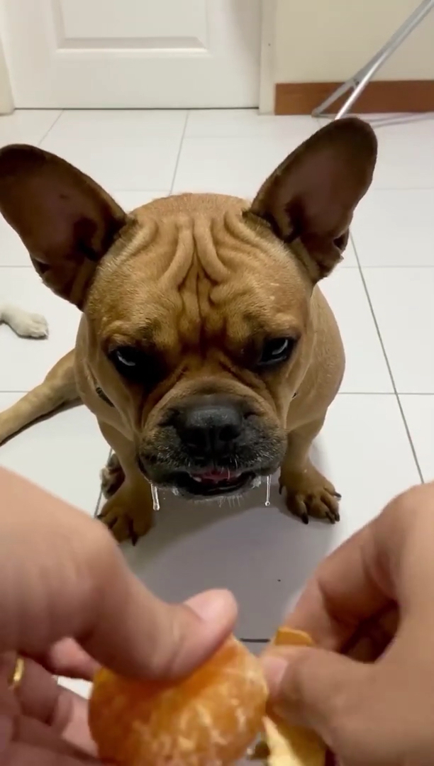 搞笑萌宠#流口水的狗狗