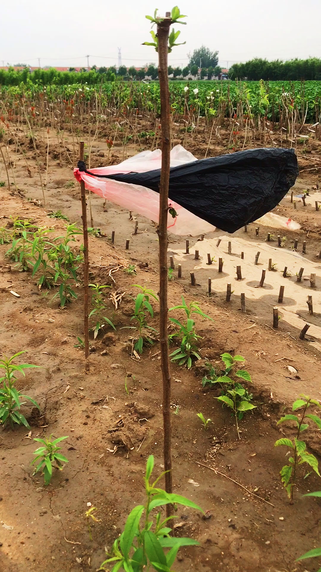 全民正能量#桃树插枝繁殖真的靠谱吗?