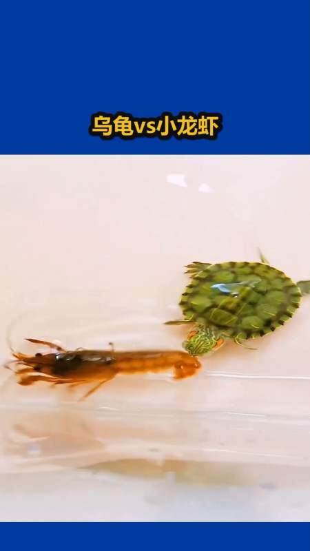我要上热门#当乌龟vs小龙虾,看来还是小龙虾更胜一筹!-全民小视频