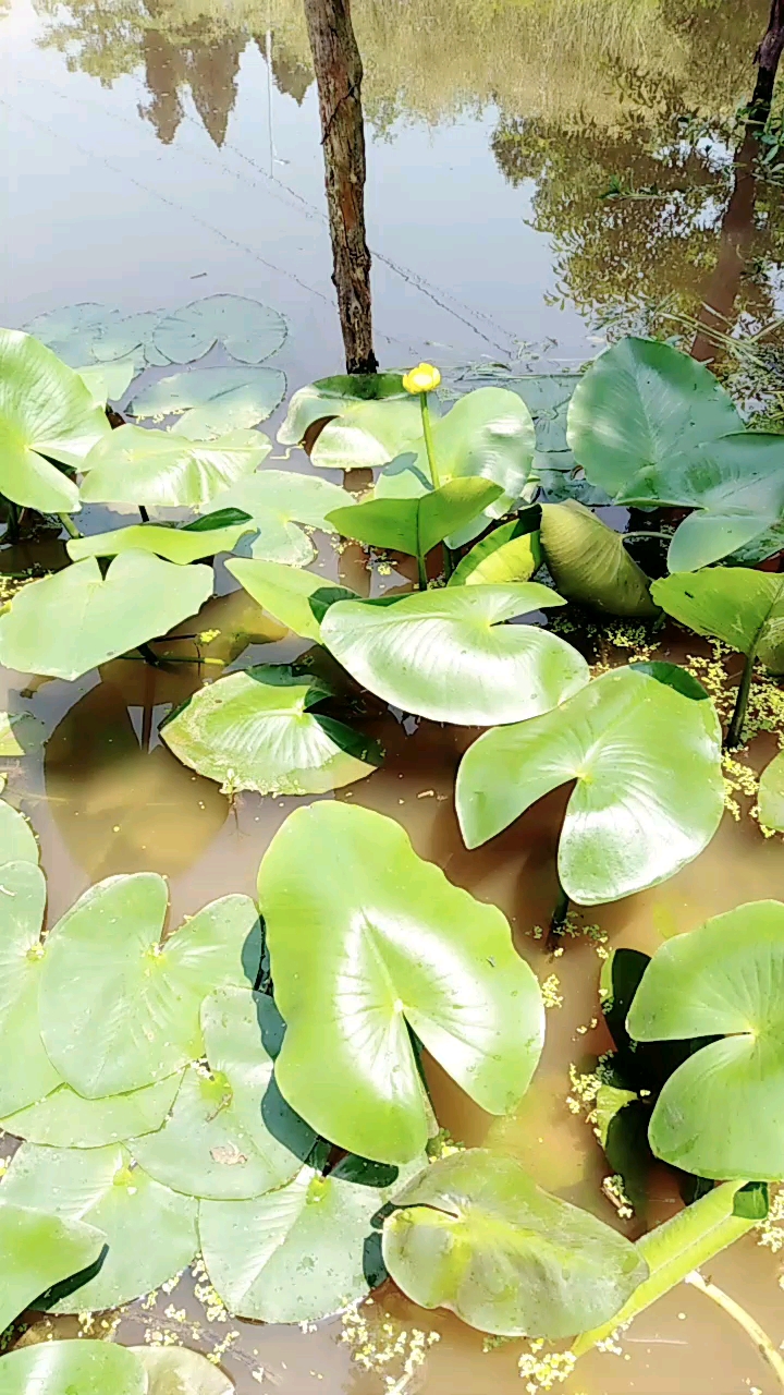 五一出游记#这是百节藕,可以治手脚痛哦!