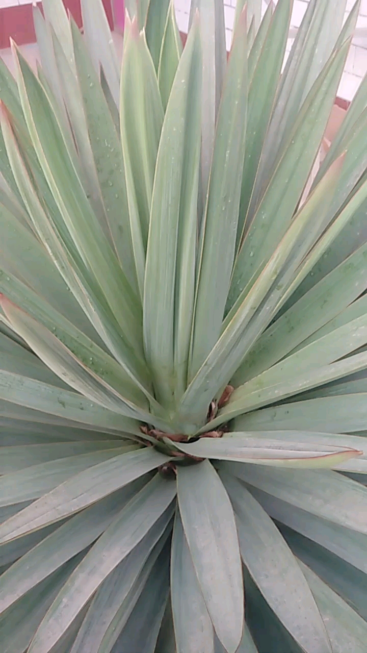 二十年的蛇兰,太美了