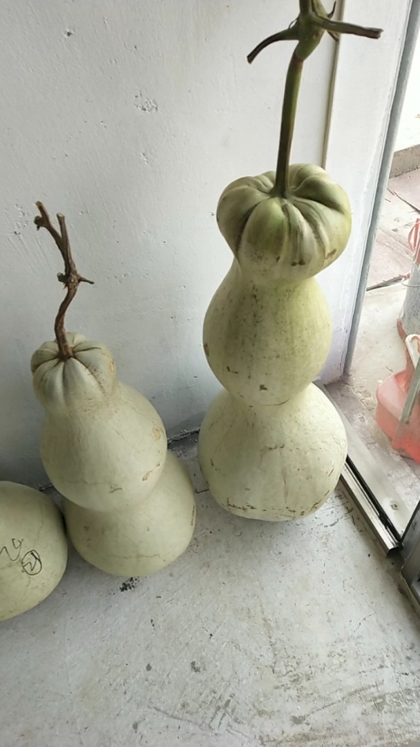 大莲花头葫芦