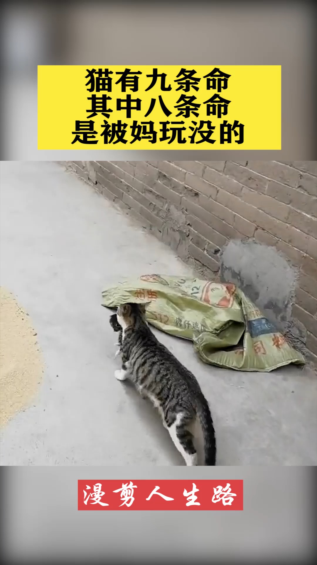 猫有九条命其中八条命是被猫妈妈玩没的
