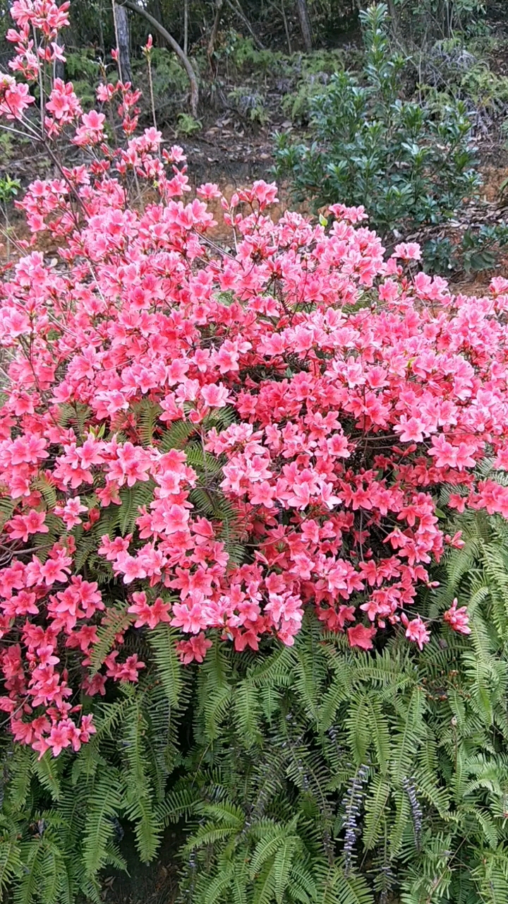 万紫千红杜鹃花
