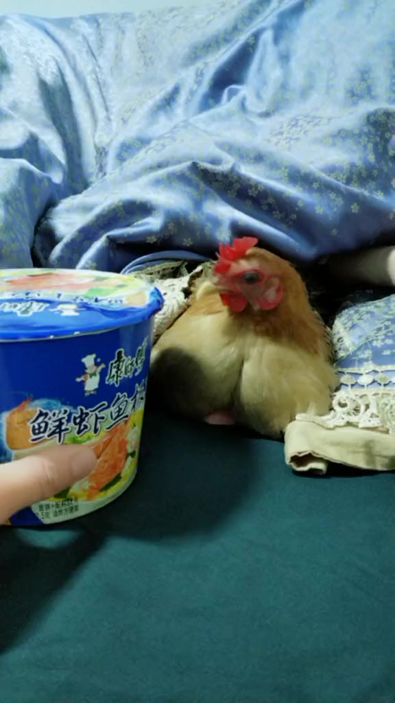 搞笑段子因为家里有小宝我们家都不吃小鸡炖蘑菇了改吃鲜虾鱼板面