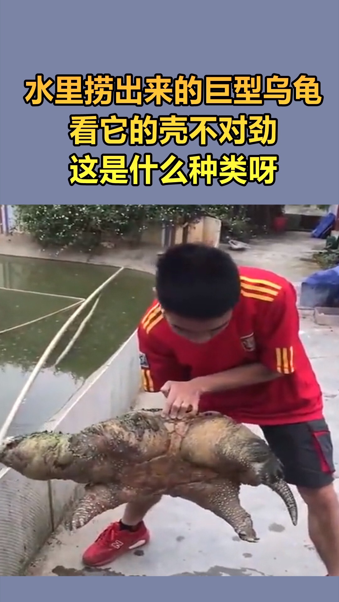我要上热门#水里捞出来的巨型乌龟,这是什么种类呀