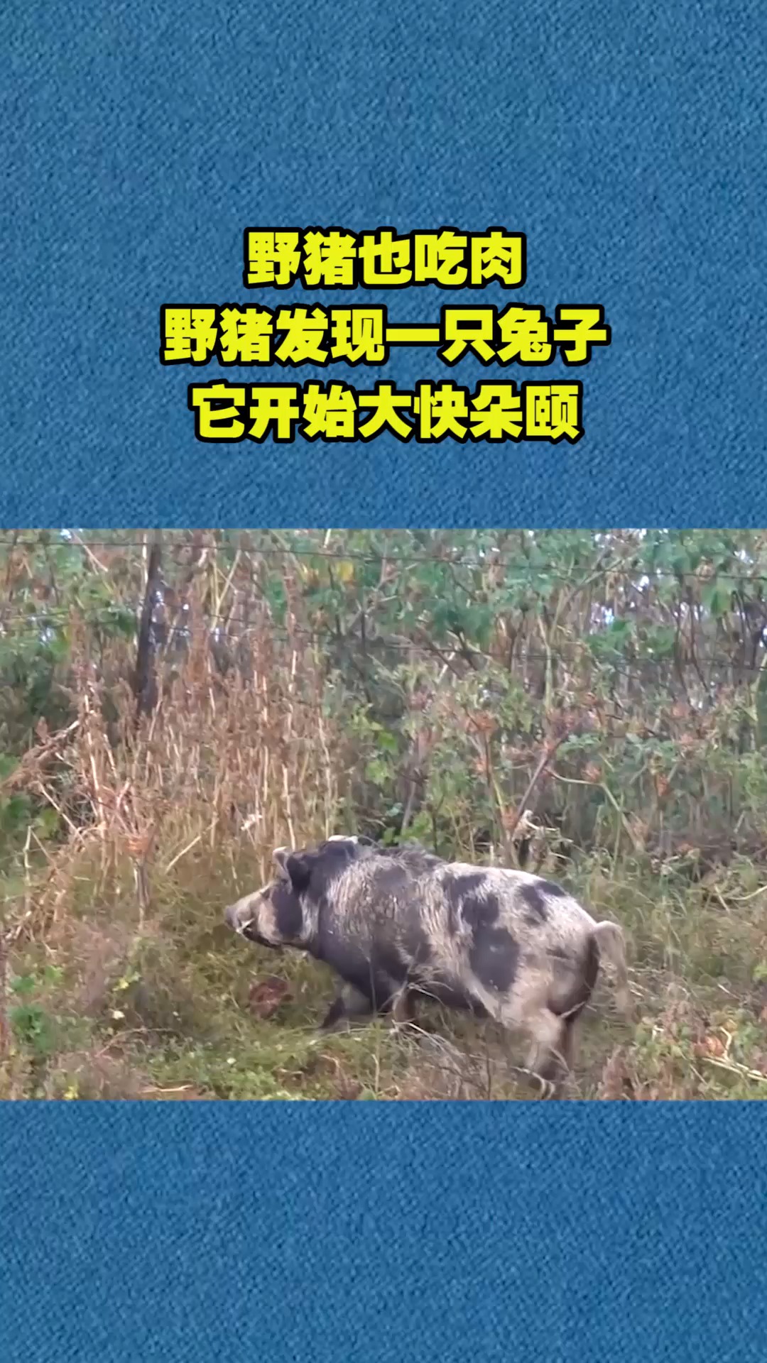 野猪也吃肉野猪发现一只兔子它开始大快朵颐