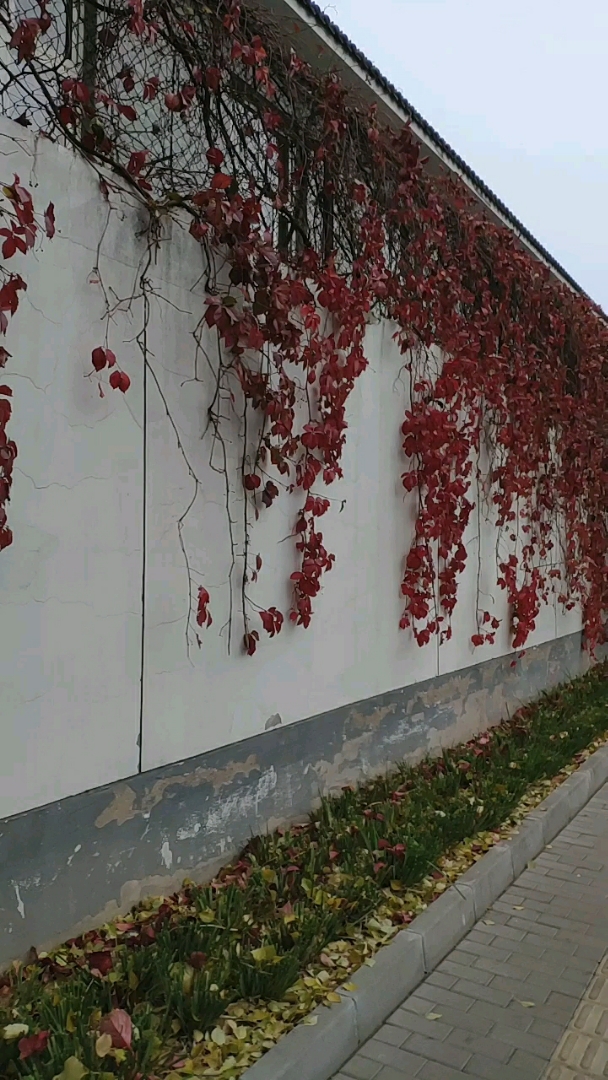 我的私藏景点#路边一墙红叶