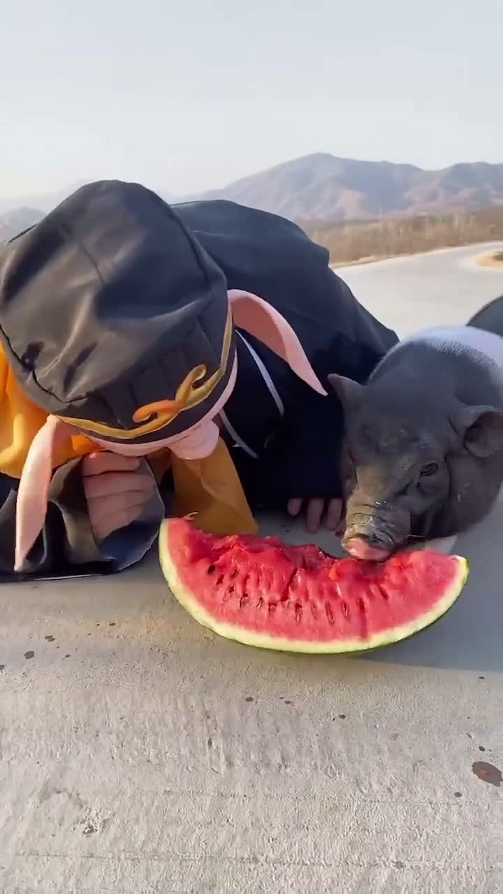 萌宠#猪八戒吃西瓜