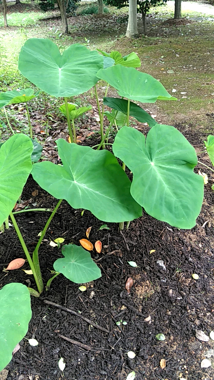 小树林边 芋叶摇曳