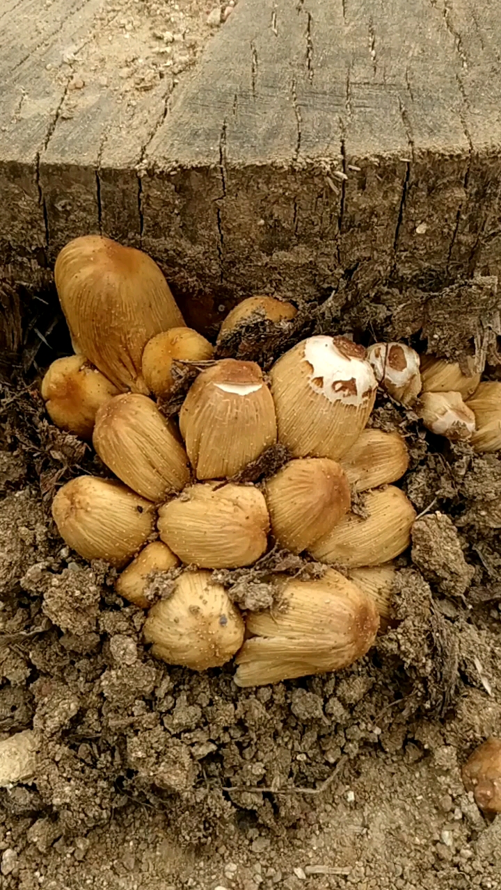 杨树林里长的蘑菇图片