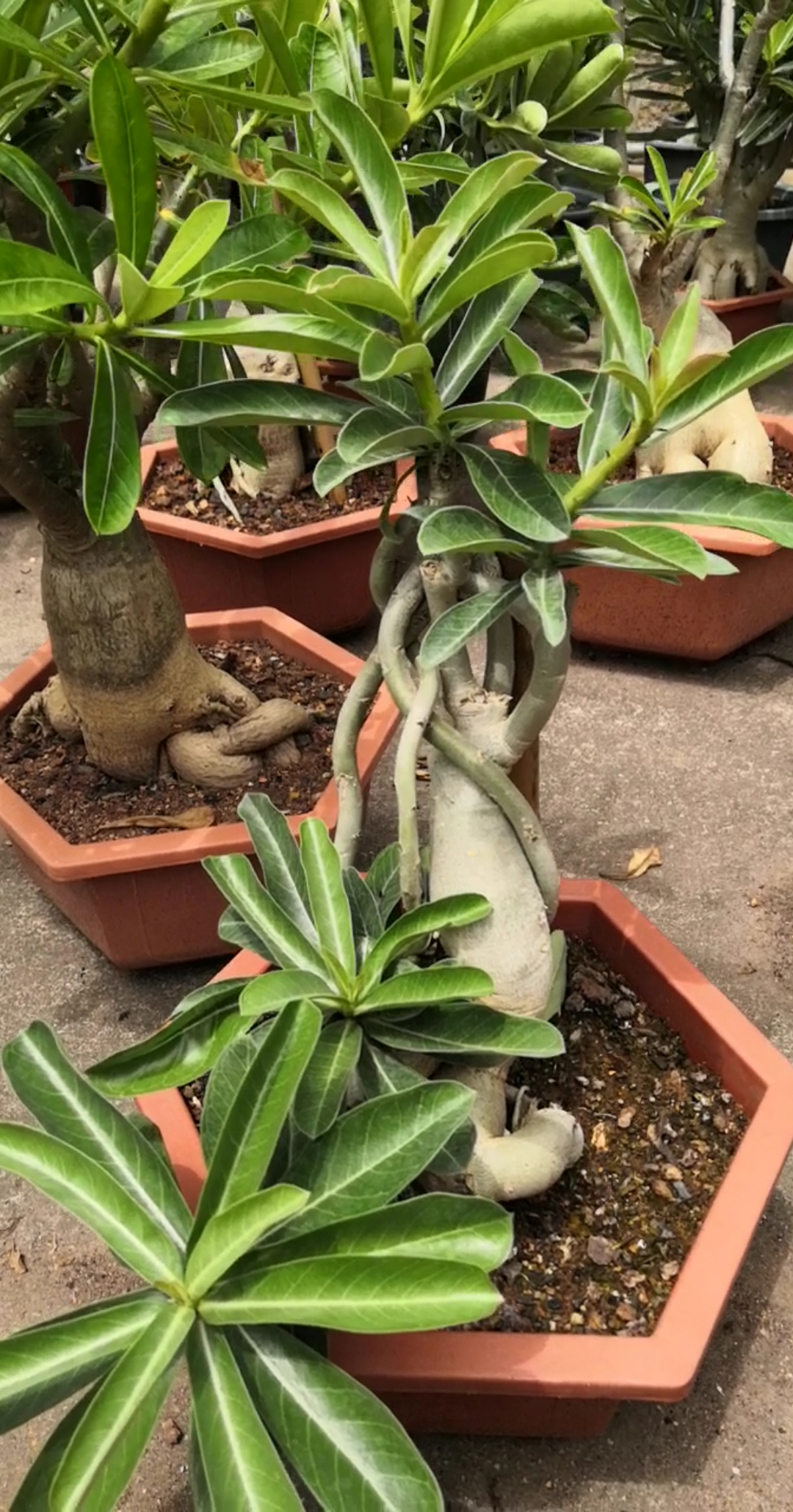 怪根(°з°)-造型美#沙漠玫瑰#绿植#盆栽#赏花
