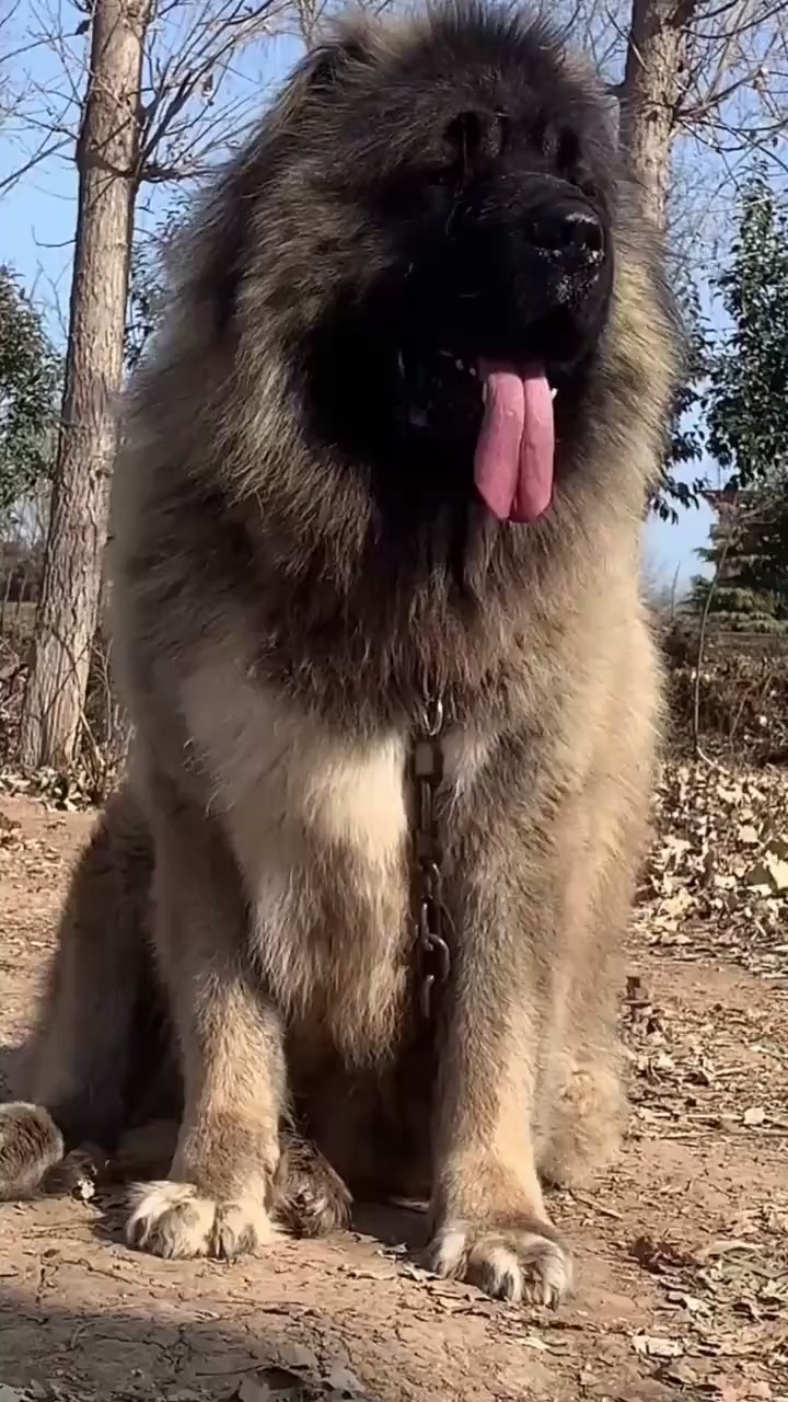 高加索#高加索犬