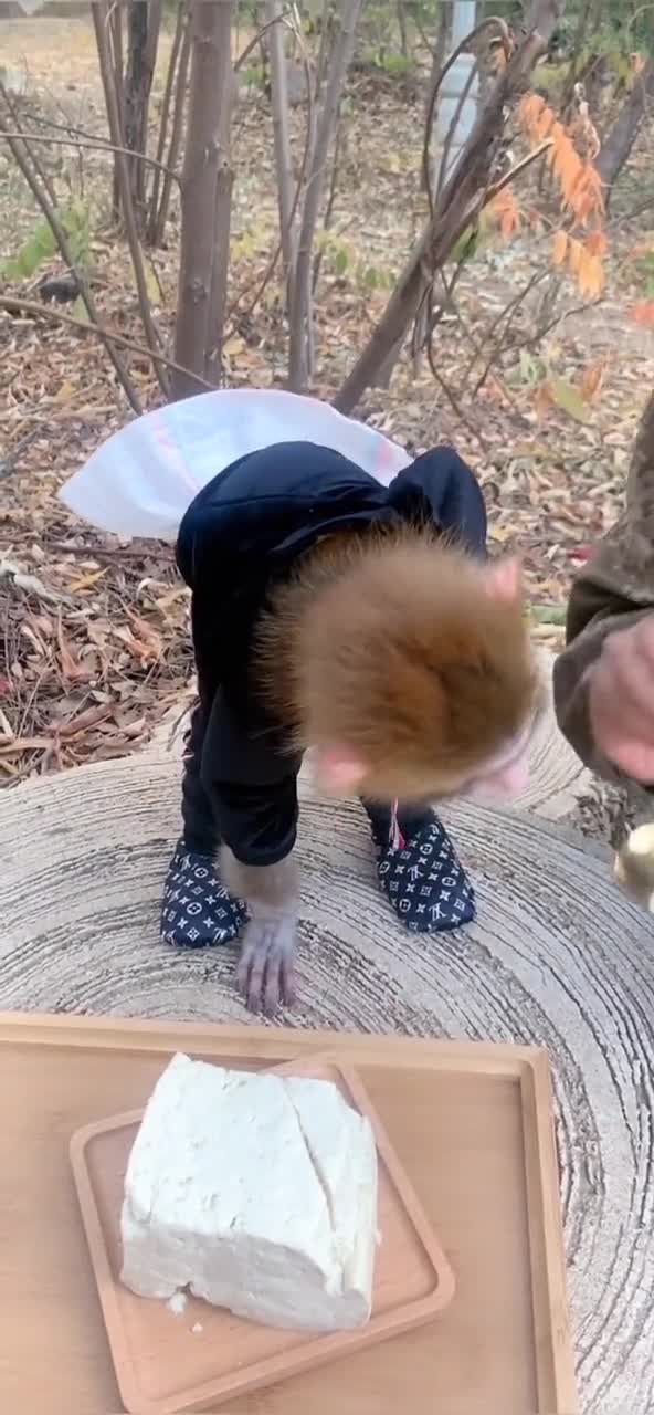 小猴子会穿衣服还会吃豆腐,被饲养员养成人样,居然被嫌弃笨