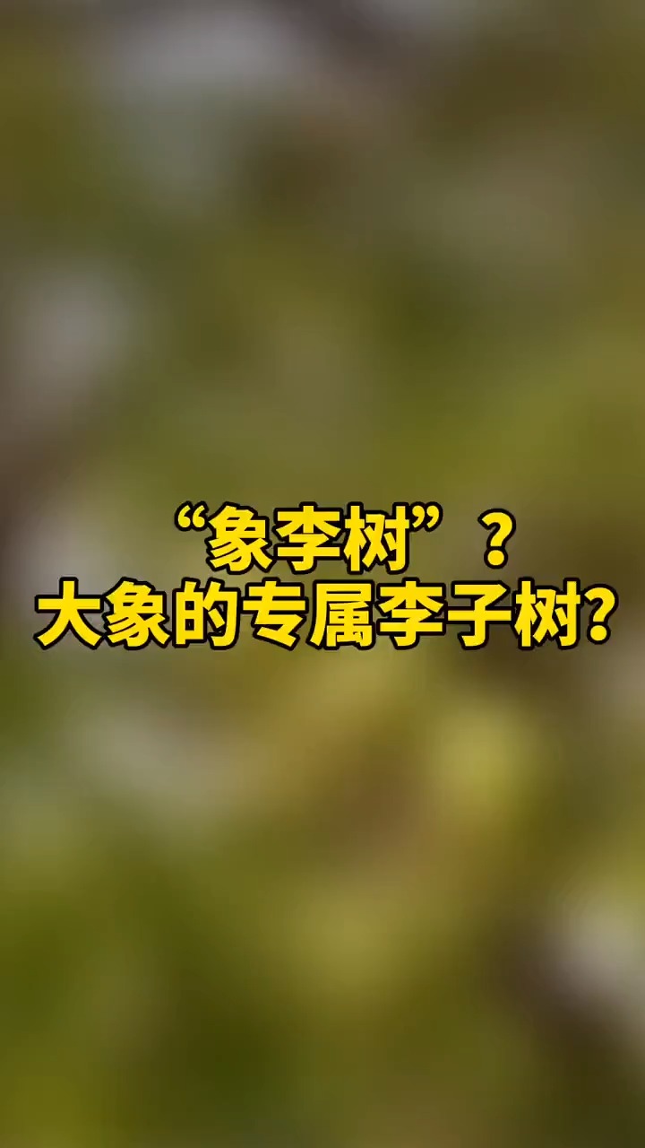 红录片:"象李树"?大象的专属李子树?