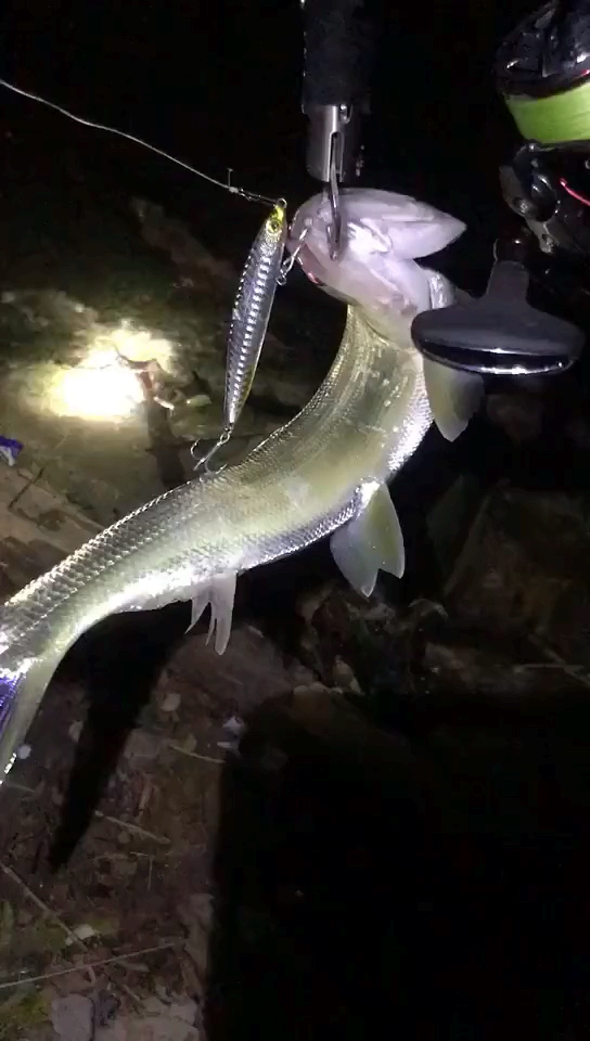 我要上热门#路亚夜钓中鱼海鲢