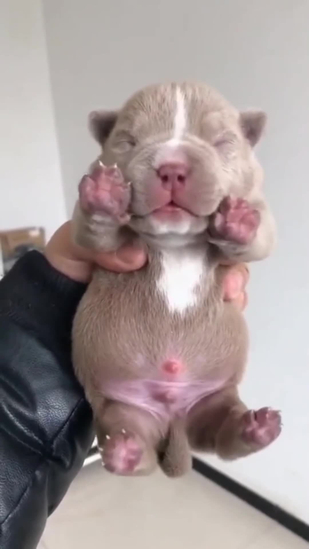 刚出生的恶霸犬竟然是这种形态,网友:这些年它经历了什么