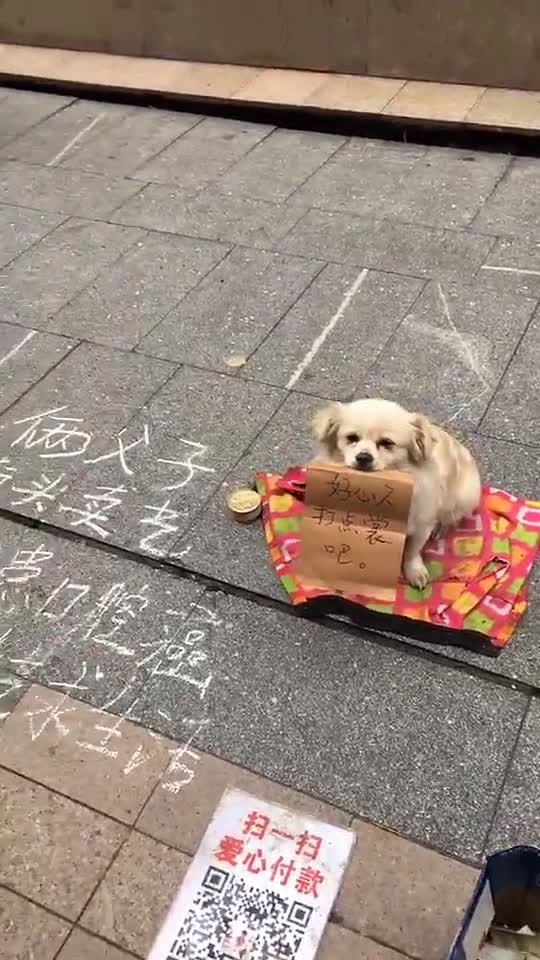 带着这么可爱的狗狗在街乞讨