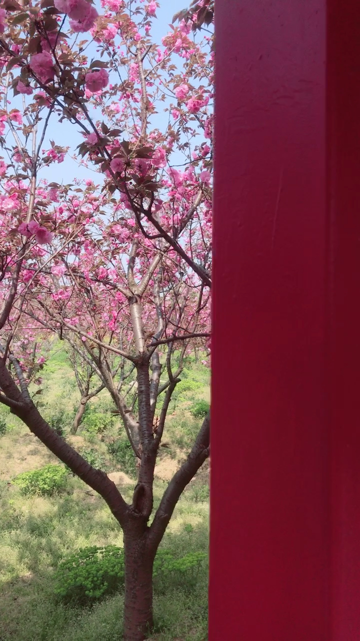 扬州甘泉樱花园!