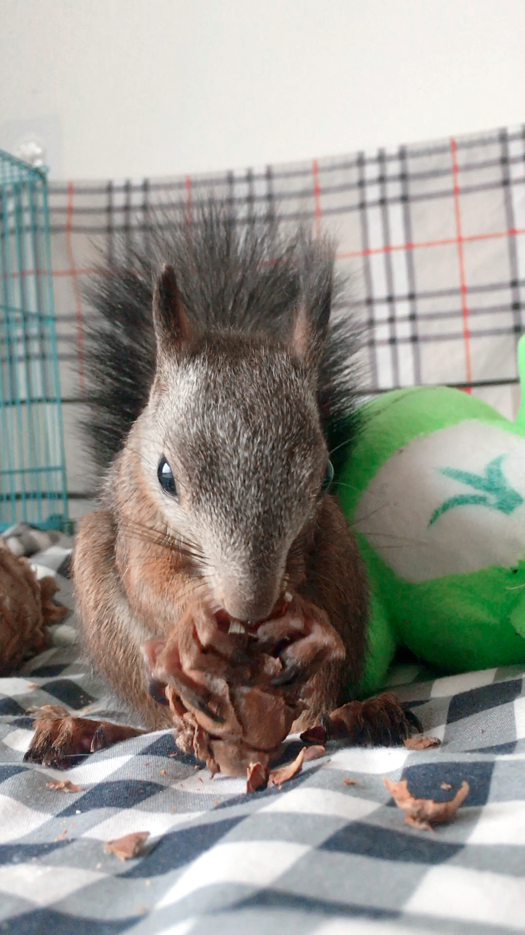 松鼠#爱吃松塔的小姑娘